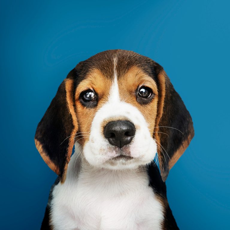Read more about the article Lorem Ipsum is simply dummy