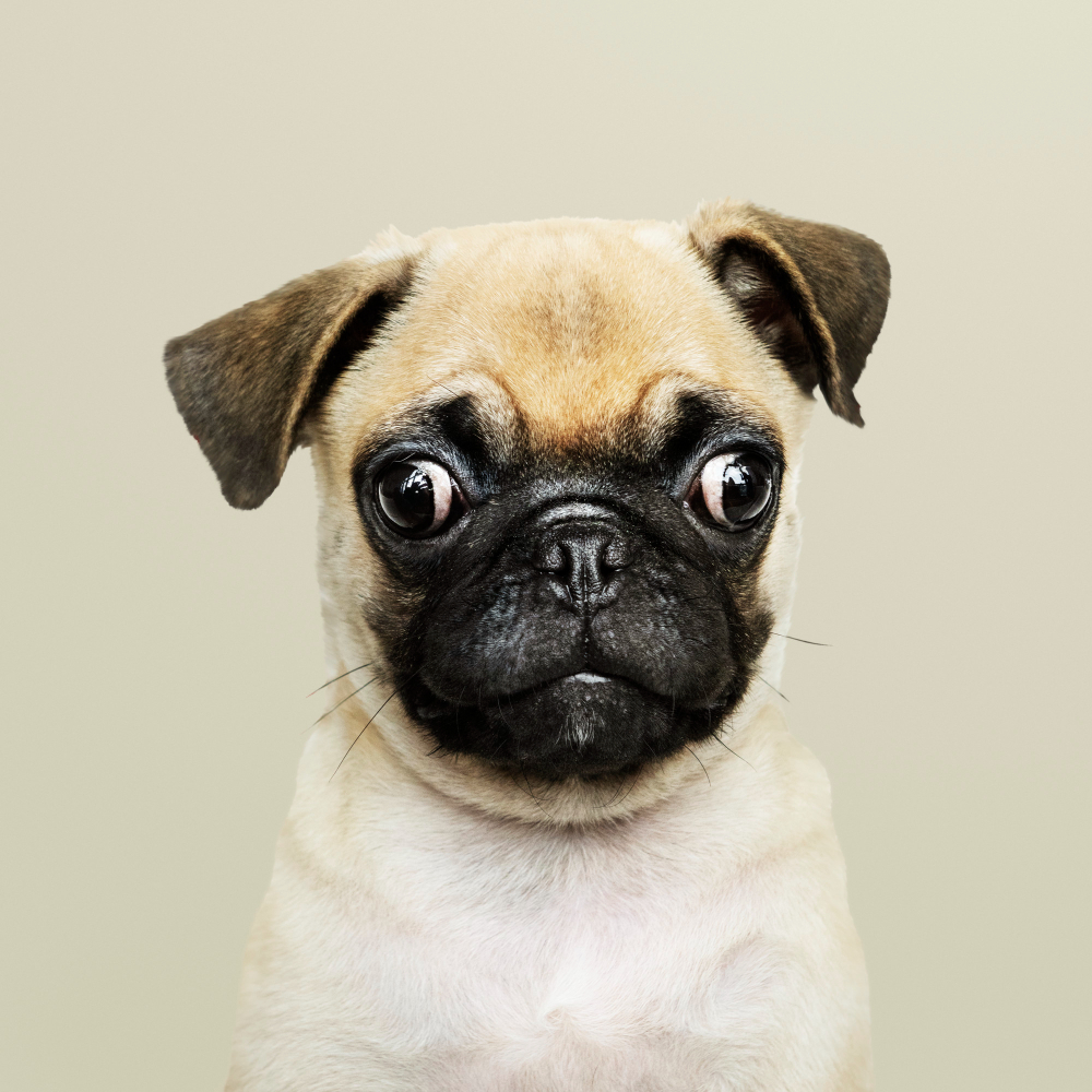 Read more about the article Lorem Ipsum is simply dummy